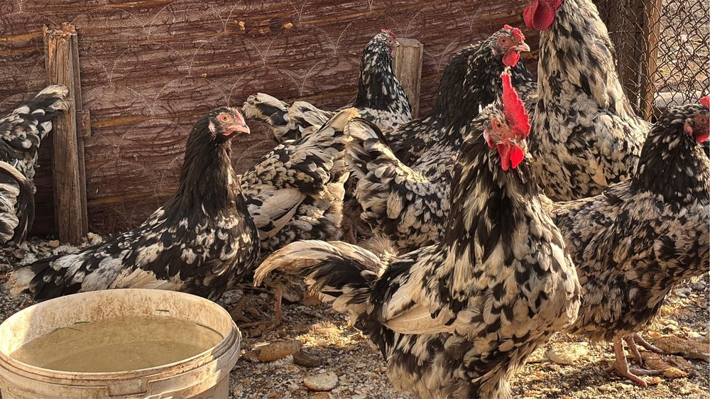 Продам кур мраморный австролорп