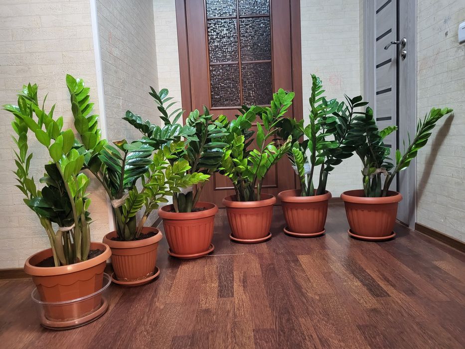 Цветы, Денежное дерево.