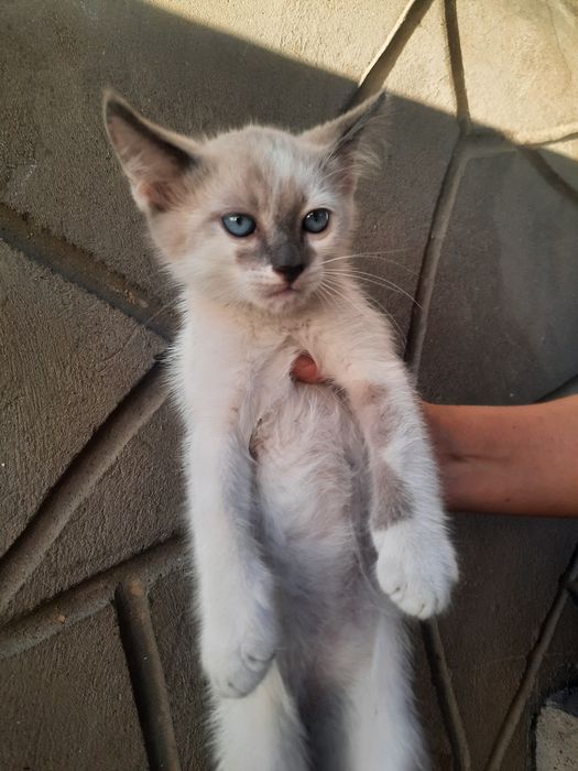Отдадим котят в добрые руки