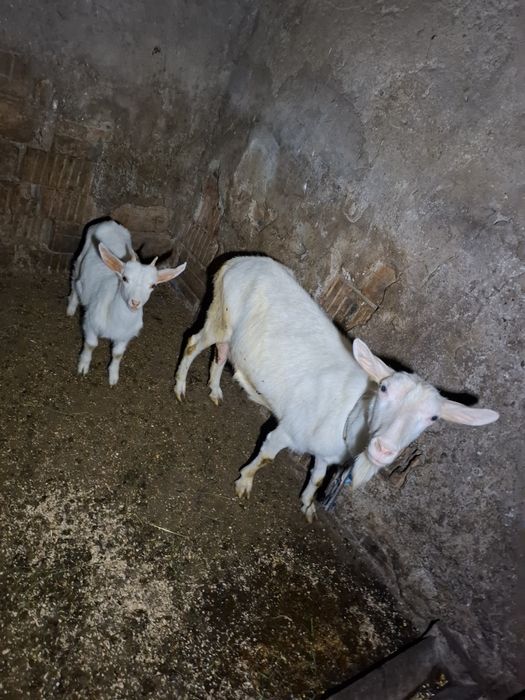 Vând capra cu un ied