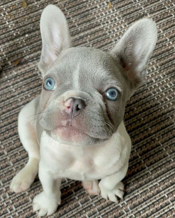 Bulldog francez femela blue white