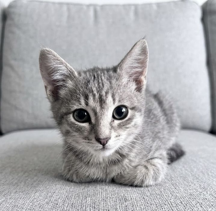 Котёнок девочка ищет любящую семью!