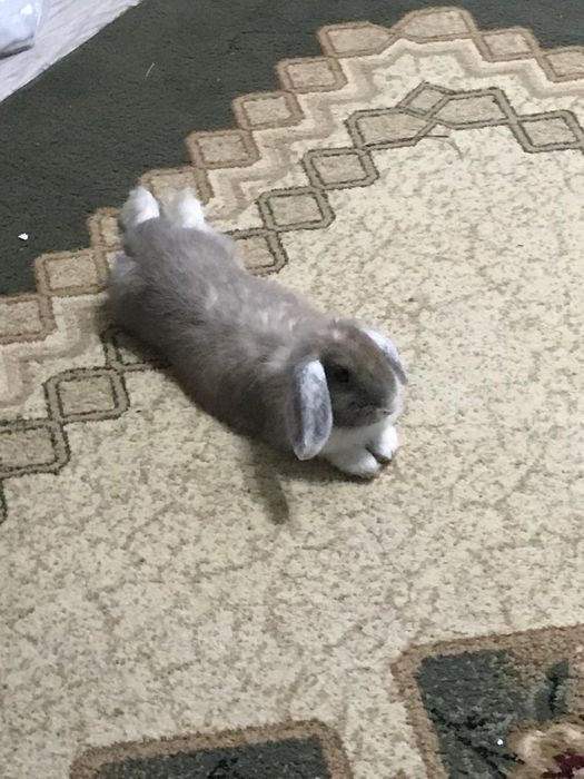 кролик декоротивный с клеткой