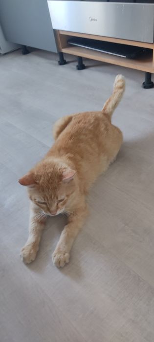 Отдам кота в добрые руки