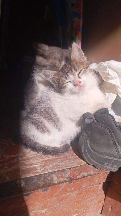 отдам котят даром