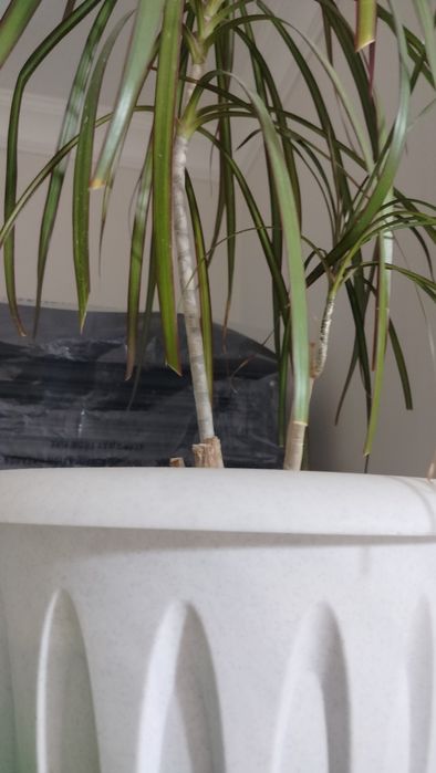 Продам комнатное растение -Драцену .