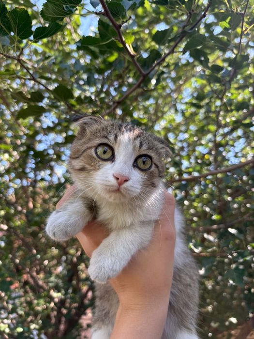 Кошечка вислаухая  , смешанная
