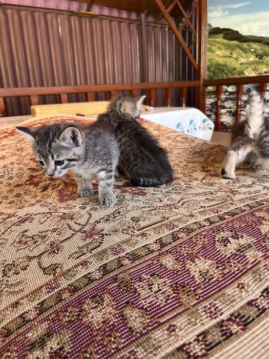 отдам котят в добрые руки