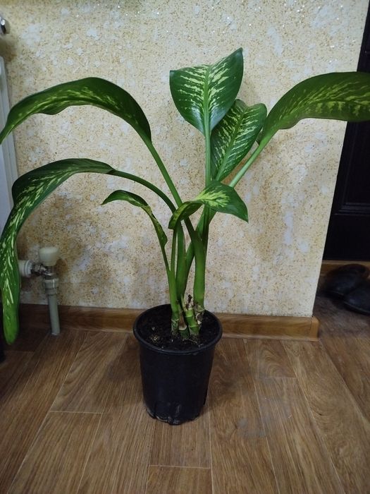 Диффенбахия цветы по 5000