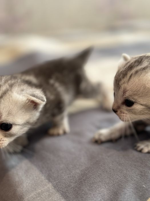 Котята британцы бронь