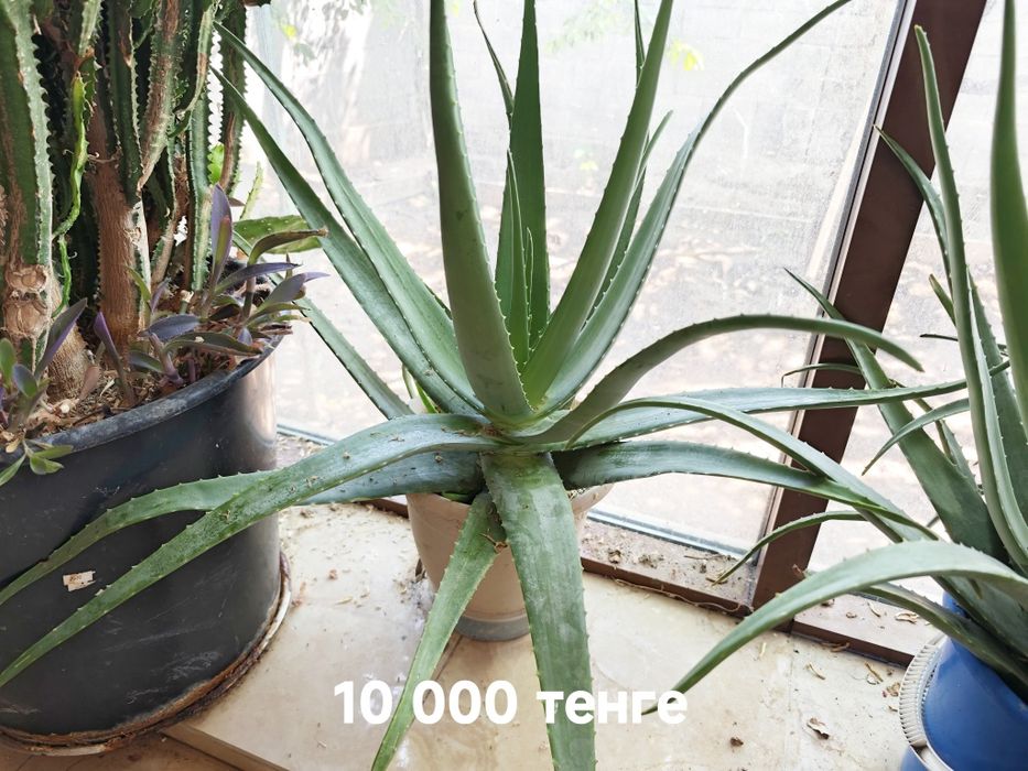 Продам роскошный Алоэ Вера.