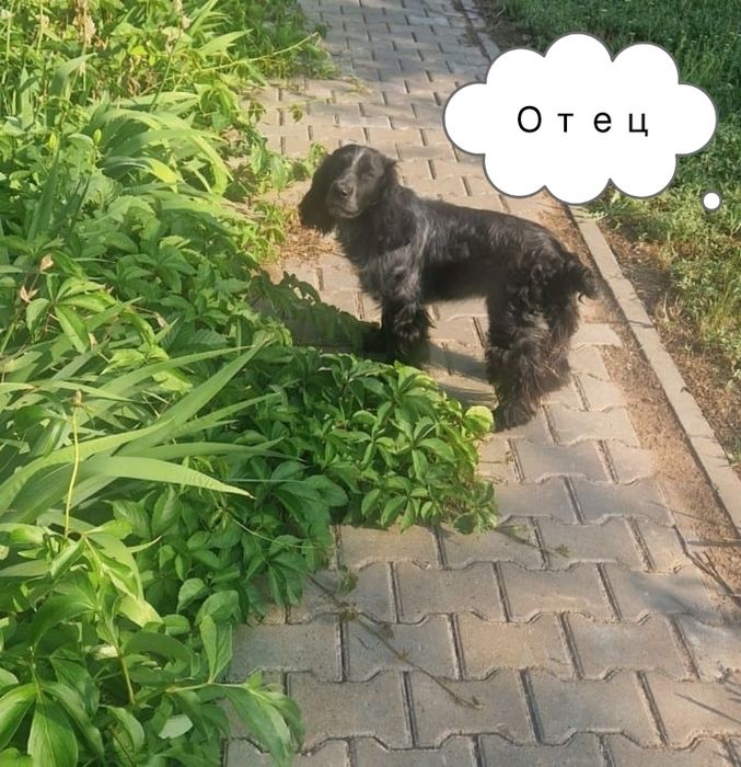Продам щенков Русского охотничьего спаниеля