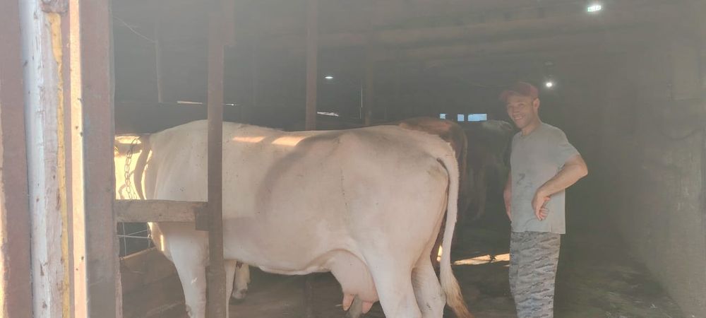 Продам коров оптом