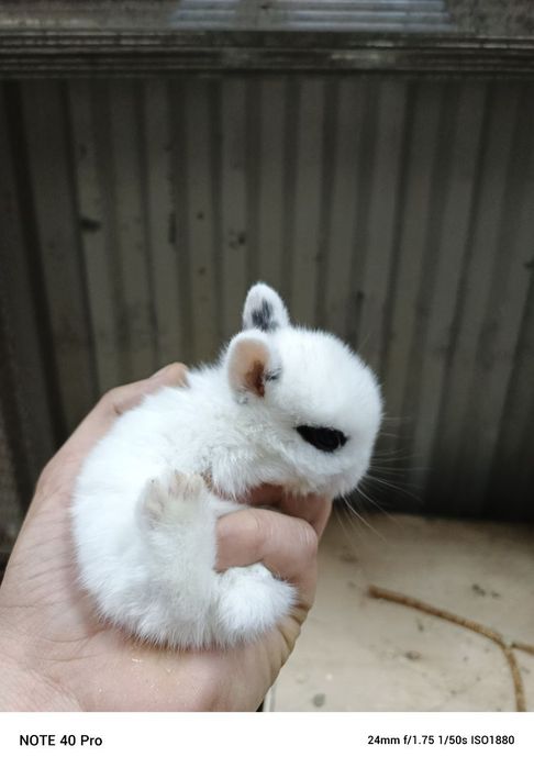 кролики карликовые оптом