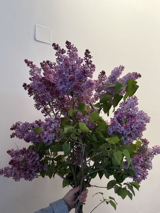 Сирень букетами,ветками