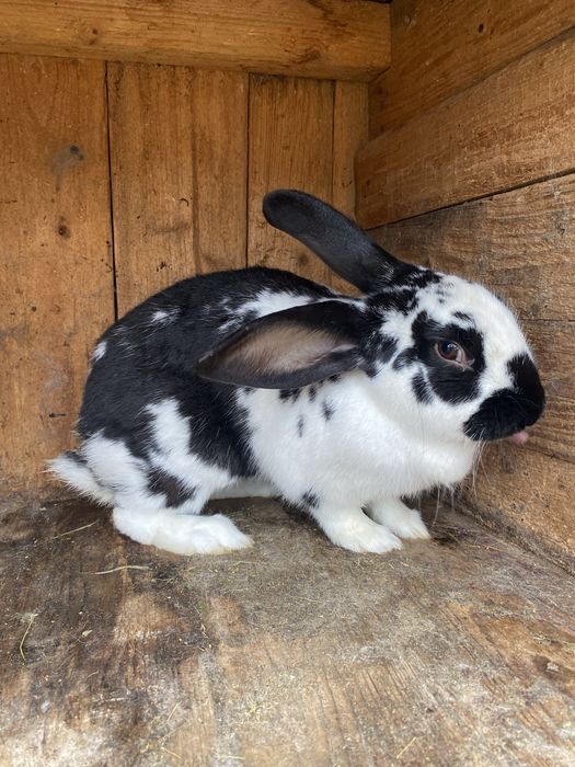 Vand iepuroaică Fluture German