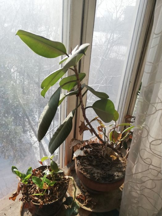 Комнатные цветы продам