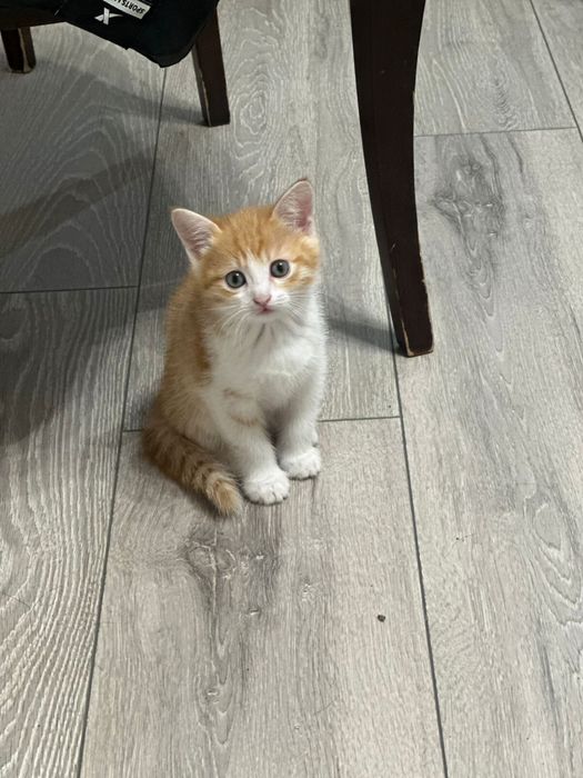 Отдам бесплатно чудесных котят