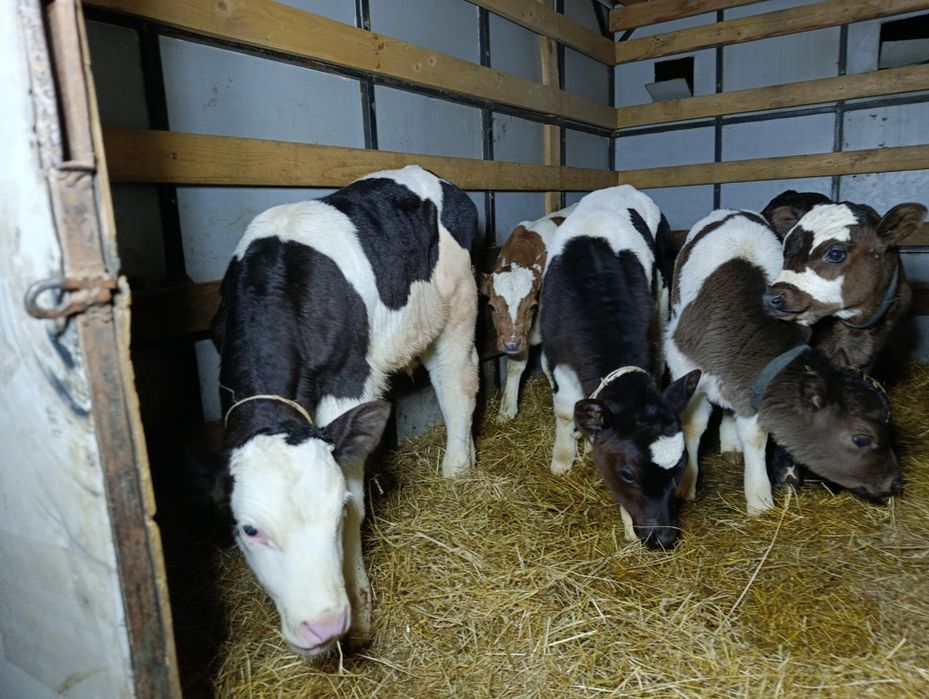 Телята бычки Бузау еркек 3 бас