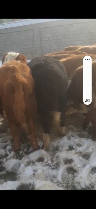 225 мыңнан патсостар