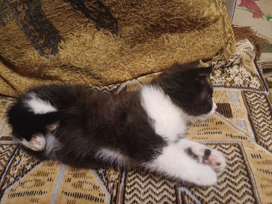 Котёнок мальчик б/п