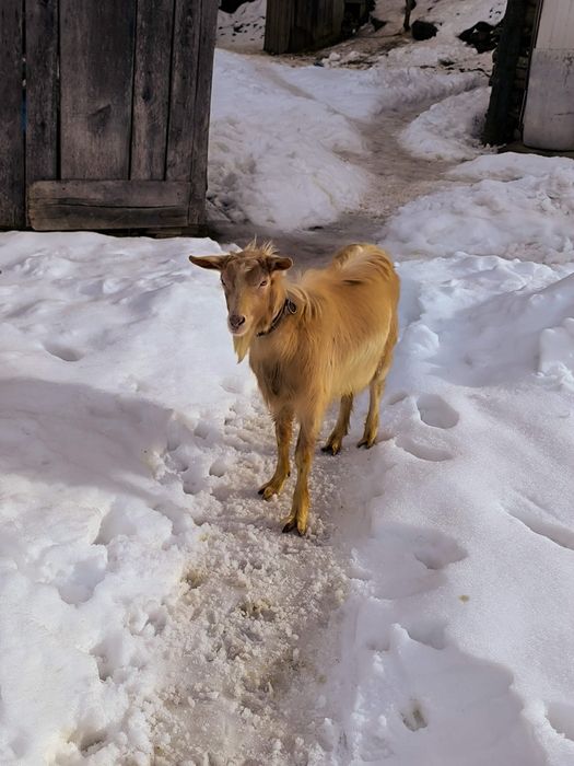 Țap de vânzare rasa mixtă