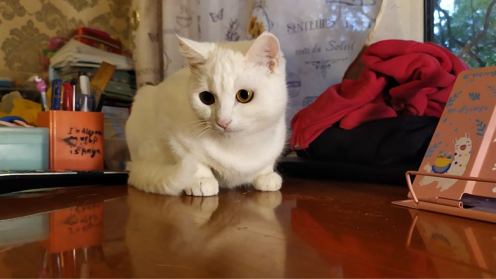 Котенок-мальчик , 9 месяцев