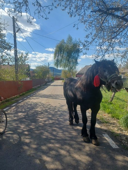Vând Cal sur învățat la ham