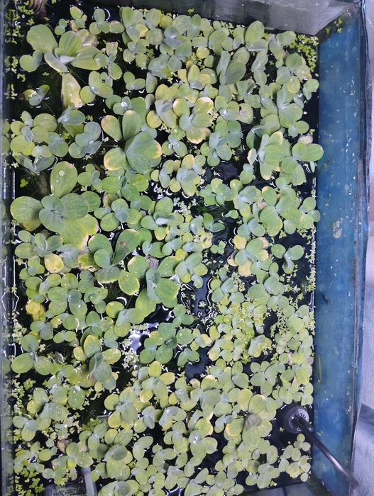 Продаю Пистию, плавающие растение