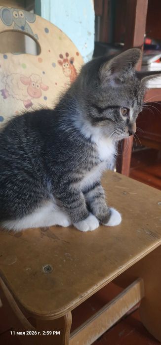 Отдадим в добрые руки