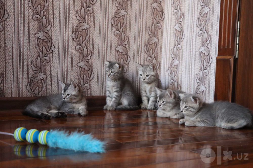 Серебристая шиншилла: котяты 2,5 месяца, готовы к переезду