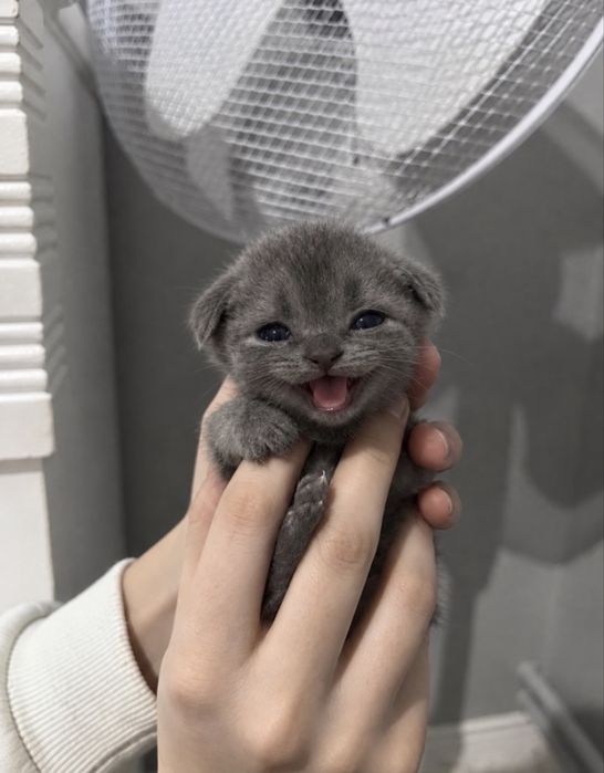 Продам серого котёнка — шотландский вислоухий мальчик