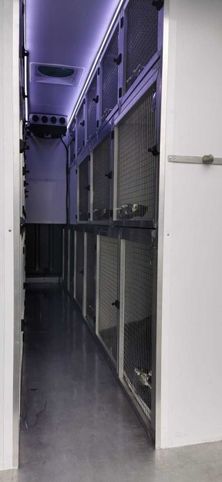 Transport CAINI si Pisici Autorizat Romania ANGLIA si invers !