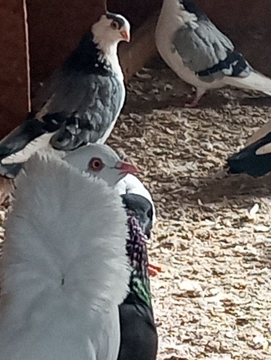 Vând porumbei Capucini