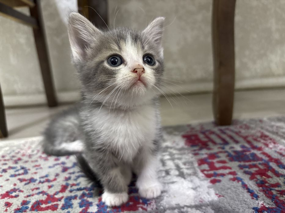 Продаются шотландские котята