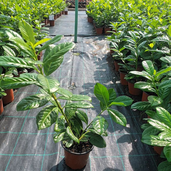 Chiparos Leylandii,Laur Englezesc și Photinia Red Robin