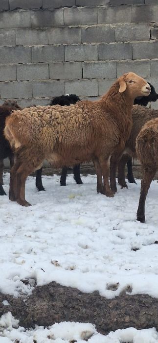 Арашан 1 жасар тохты кошкар