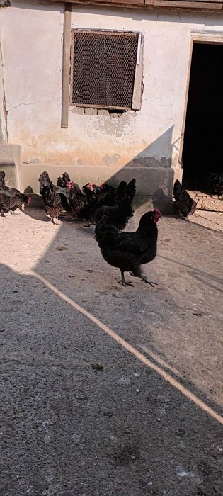 Vand oua de gaini australorp negre.