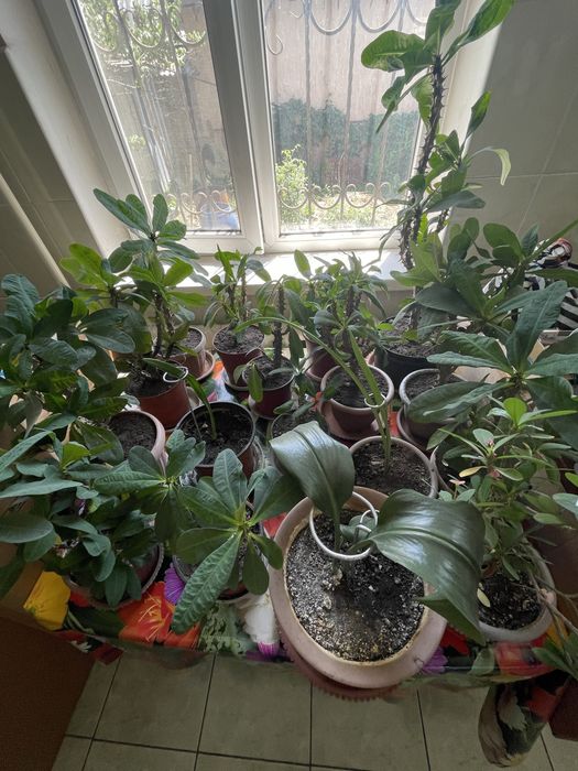 Продам комнатные цветы от 1000 тенге.
