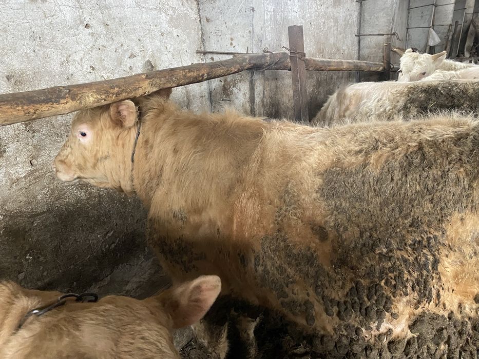 Бычки аулекольской проды