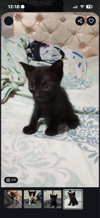 Отдам котят в добрые руки