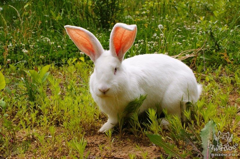 Кролики белый фландр