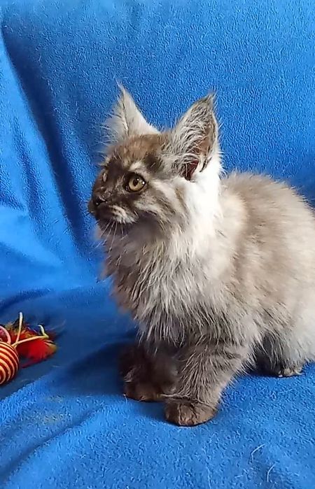 Будущие великаны