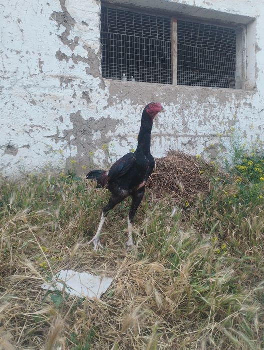 Dakan xoʻroz sotiladi