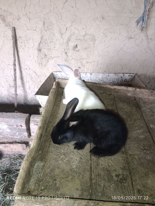 Quyon bolalari sotiladi