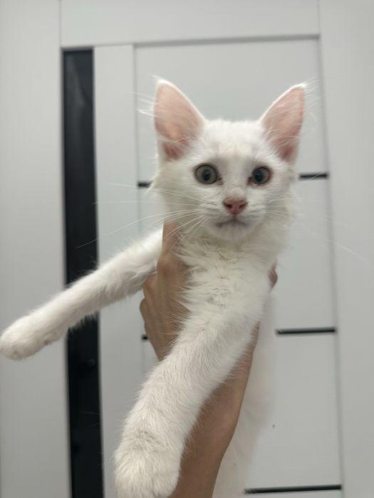Котёнок белый, мальчик