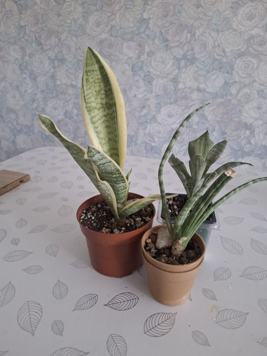 Продам сансевьерия
