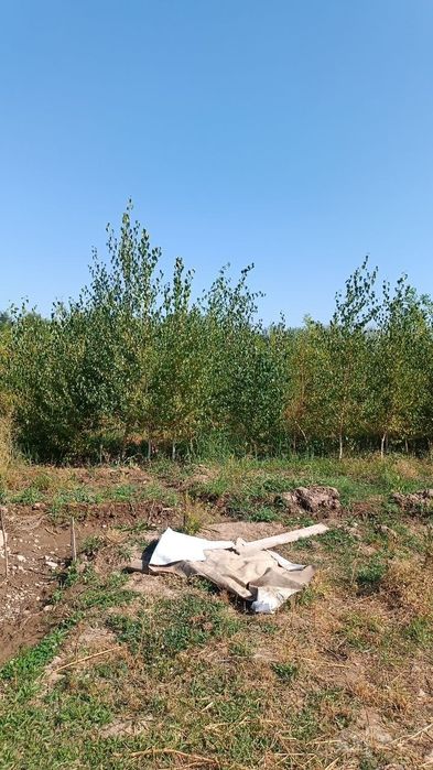 Koʻp turdagi daraxt koʻchatlarimiz bor faqat kotta abyomda