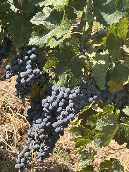 Vând struguri de vin merlot, feteasca neagră