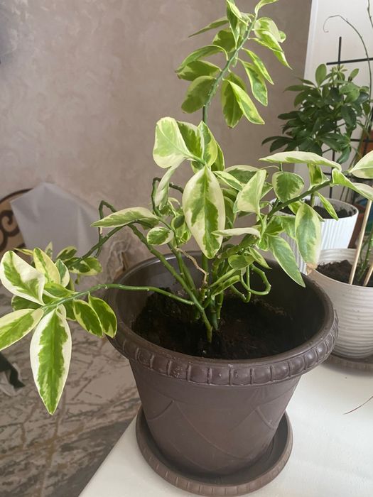 Растение комнатное